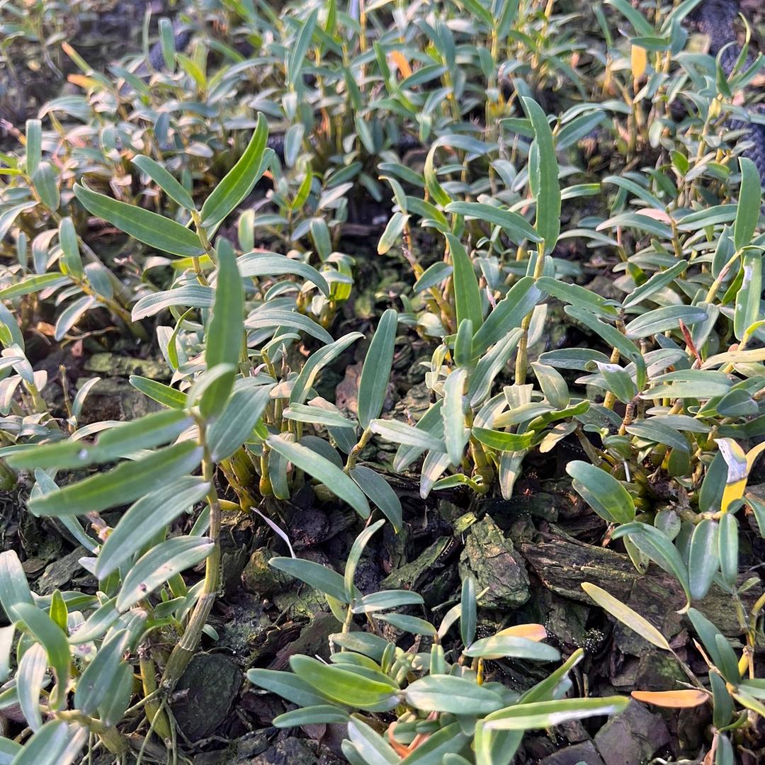 清霆枫超滋补专卖店