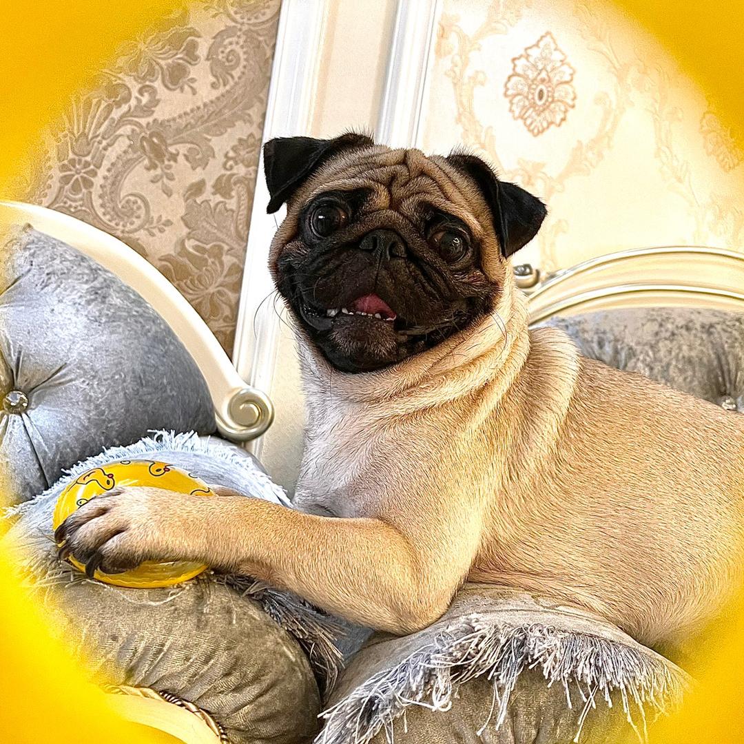欧欧🐶