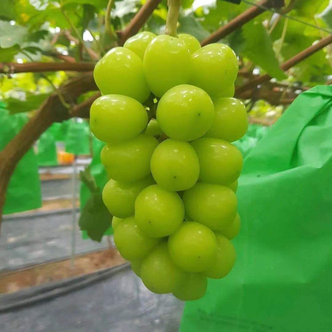 汤臣葡萄园（二黑哥）