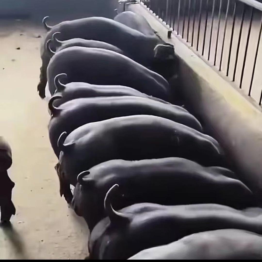 国寿黑育种培育基地