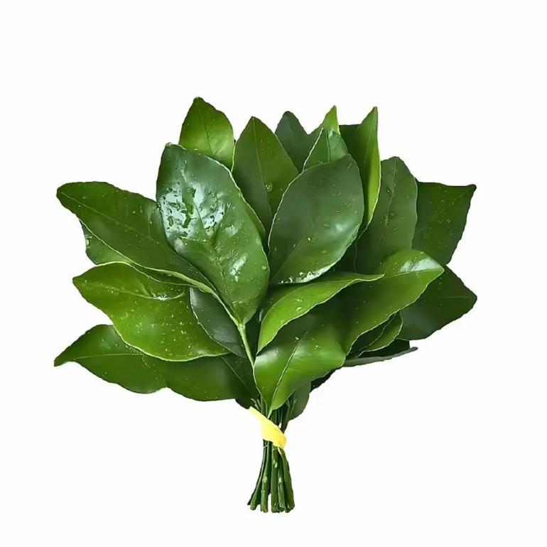 栀枳北