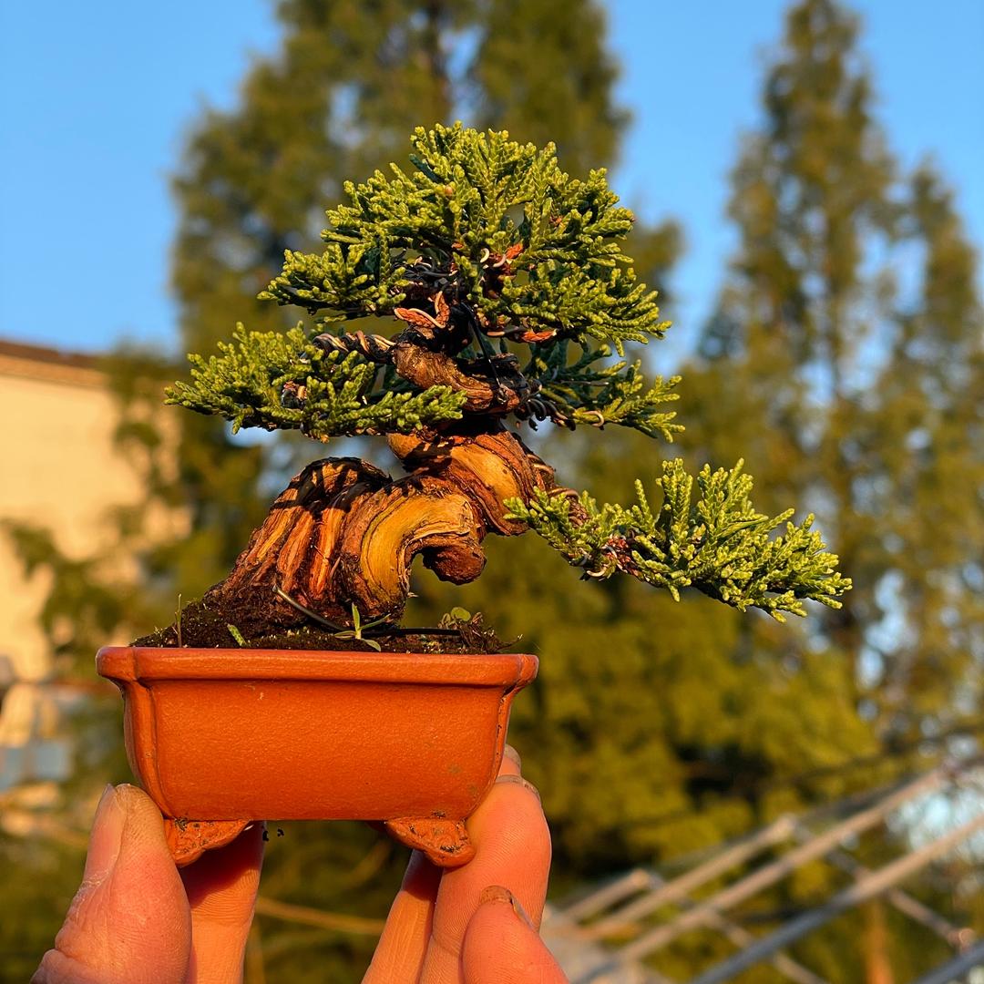 等一棵树