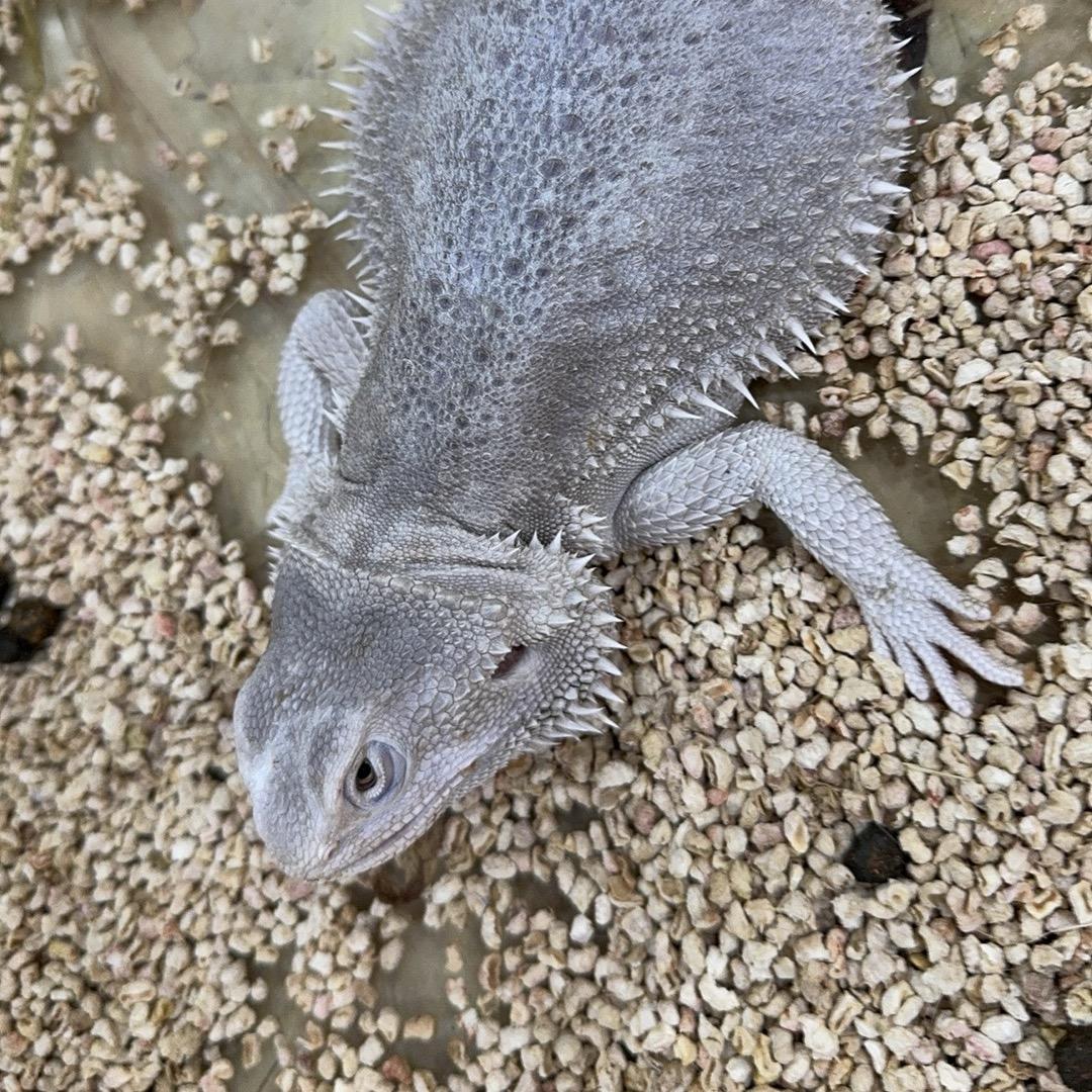 乌鸦落进凤凰群