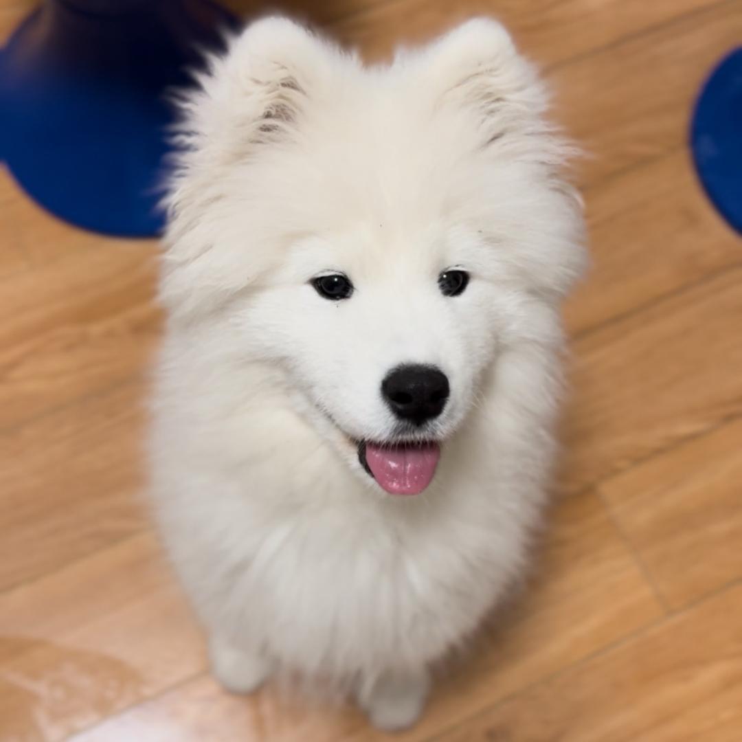 柒柒、