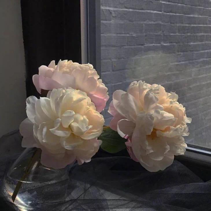 佳宁🌸