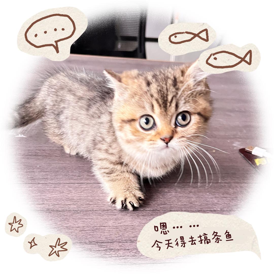 小汤圆是只喵