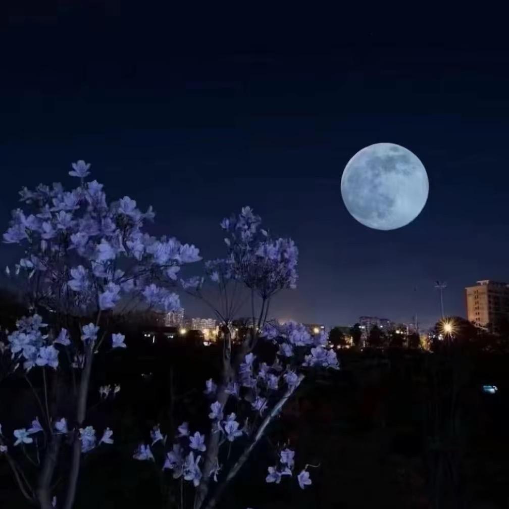 月光🌙🌿