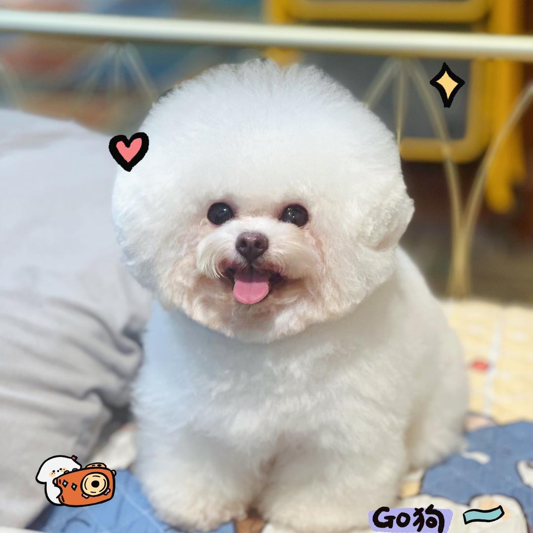 绵阳市涪城区索科斯宠物南河店