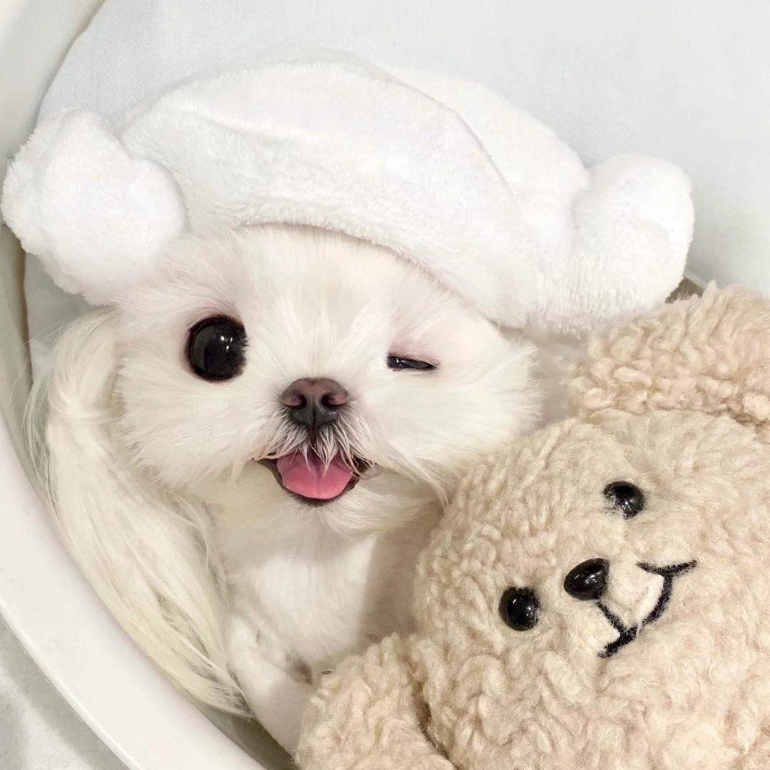 王图图王w
