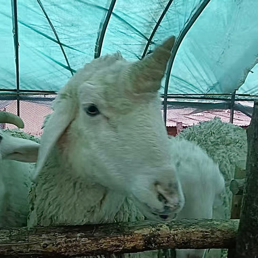 两只羊
