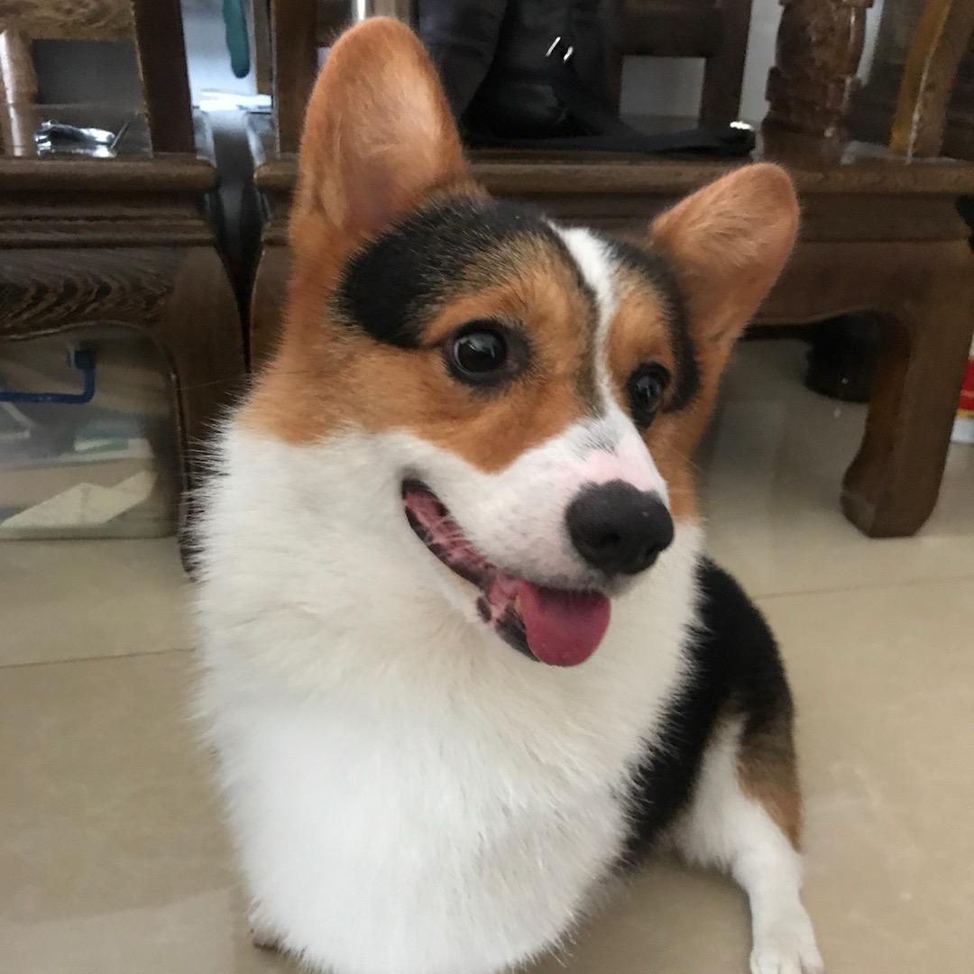 fannysdog