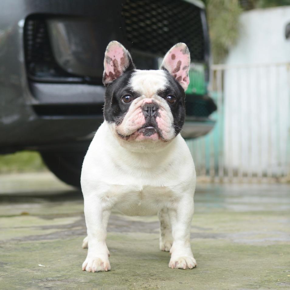 可曼犬舍