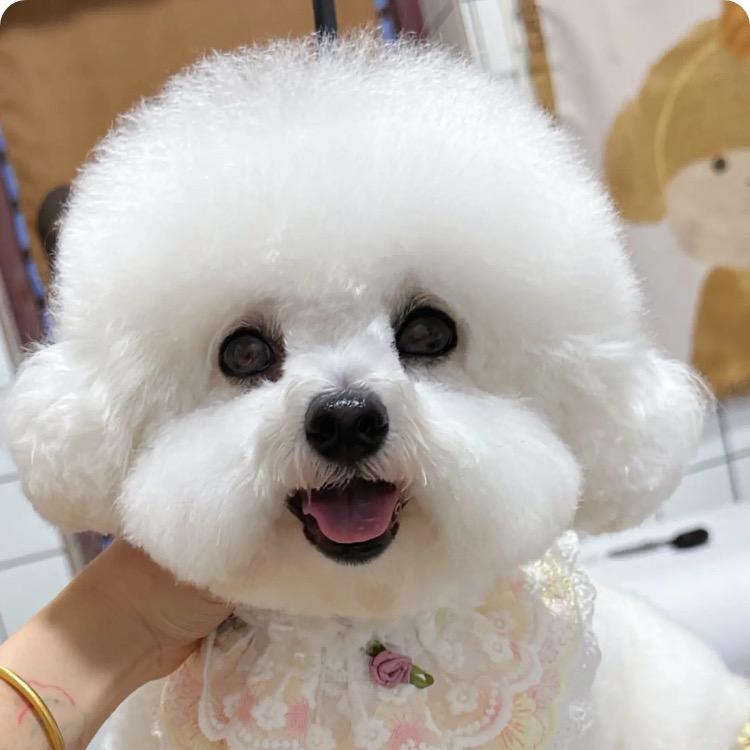 好潦草的一坨🐶