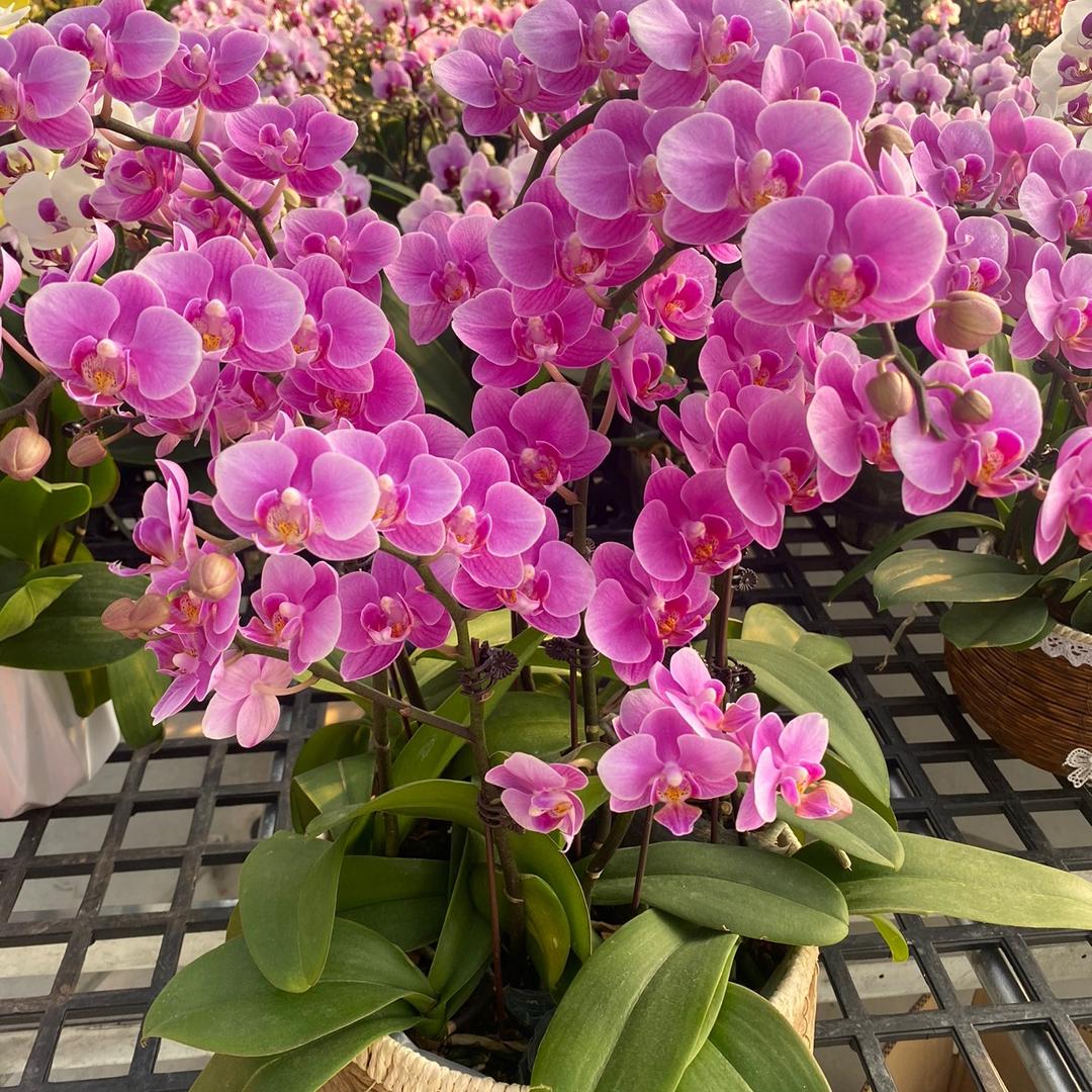 绮美蝴蝶兰基地直供授权号