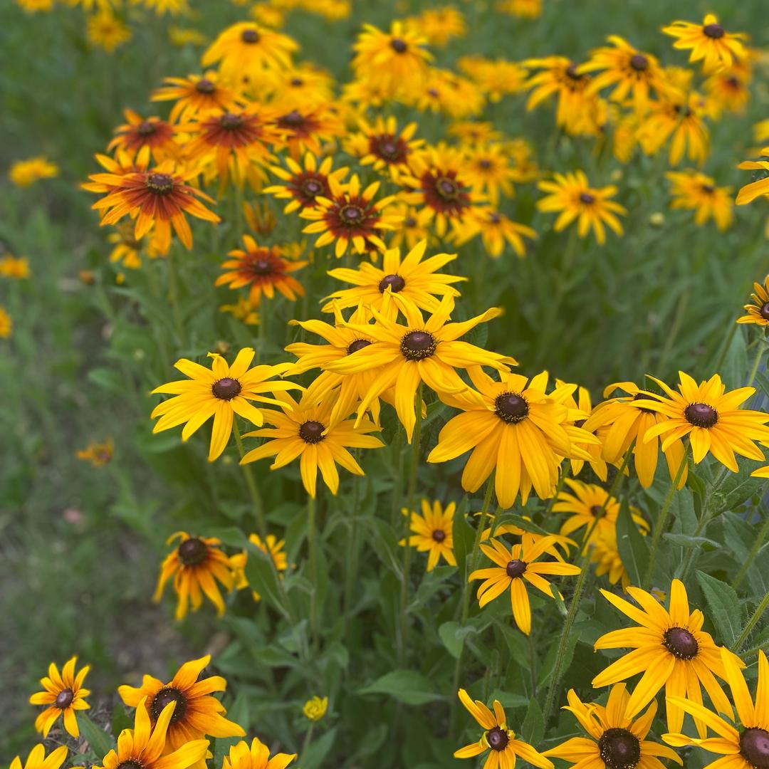 向日葵🌻