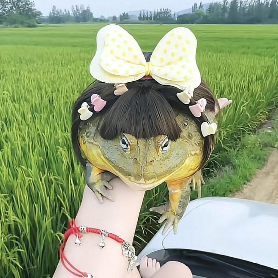 锦鲤
