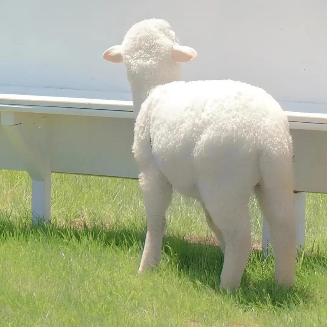 你好阿
