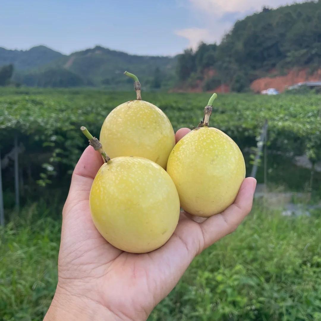 诚易水果农产品