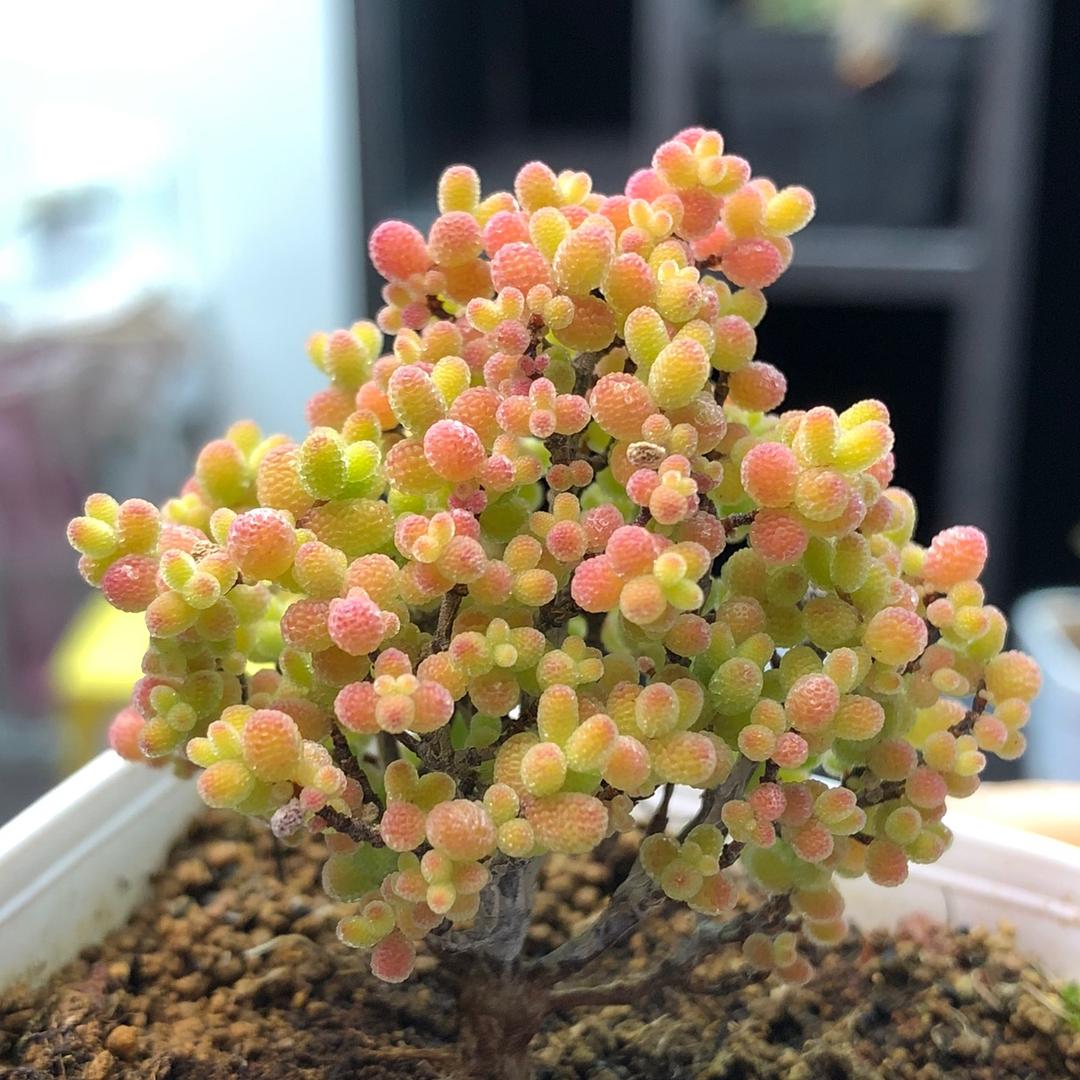 海海家枝干番杏