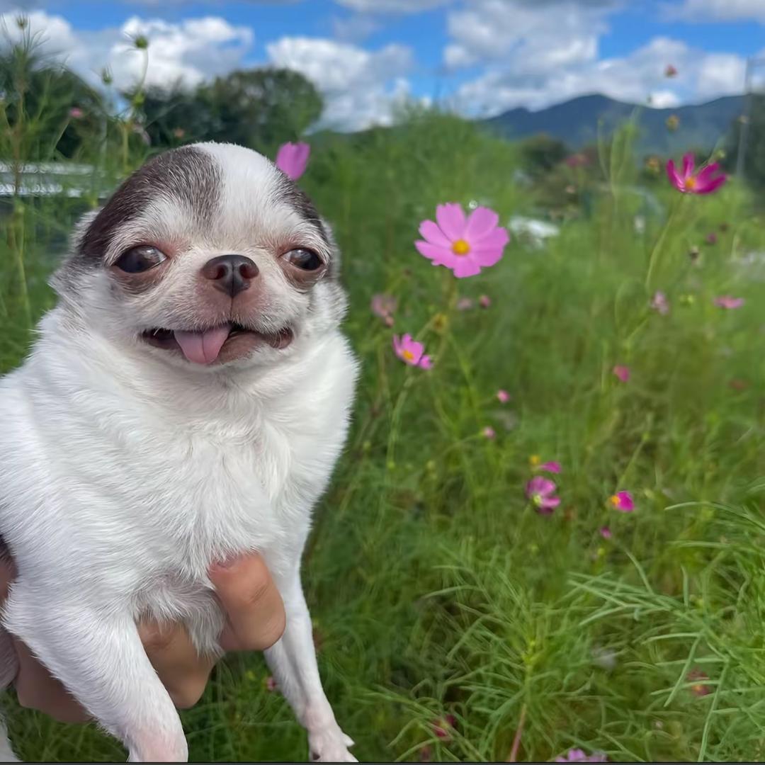 Bonbon