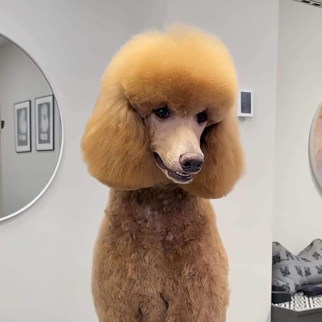 天下宠物（关爱流浪动物）