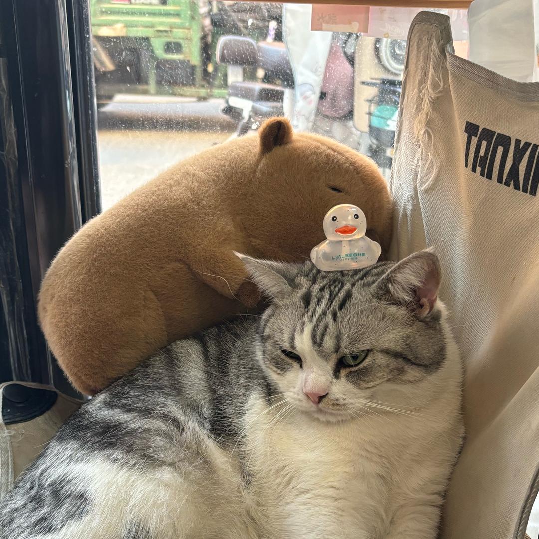 皮皮不敢再吃了🐱