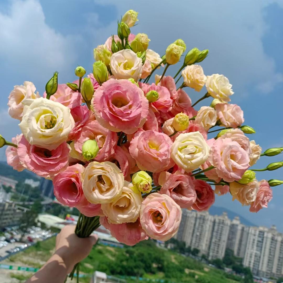 晓羽绿植