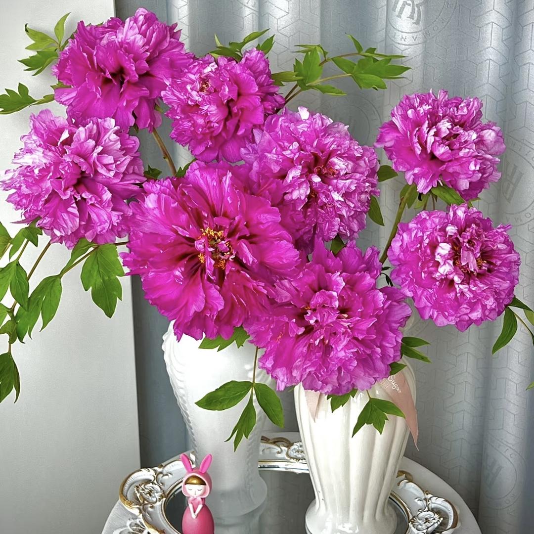 洛阳醉西施牡丹