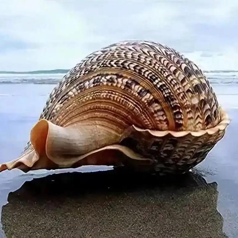 余有鱼海鲜水产铺子