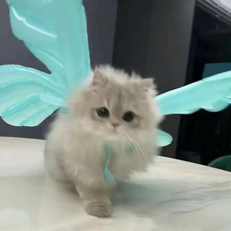 陈小鱼🐟