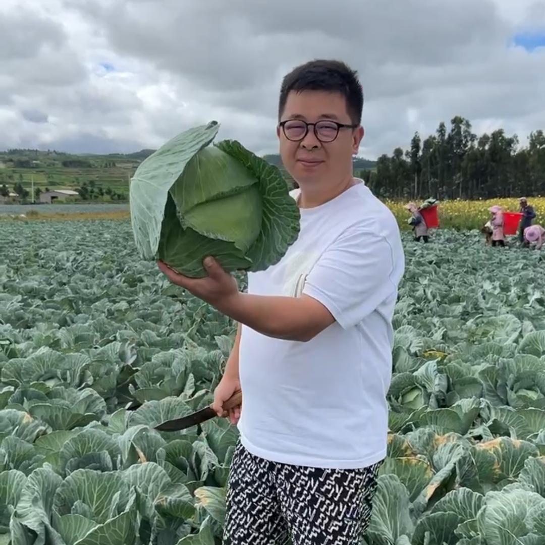 京丰一号小兵【田间日记】原创