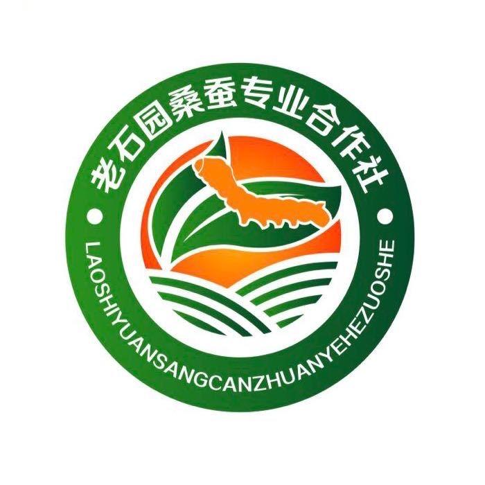 广东老石园大规模养蚕强哥