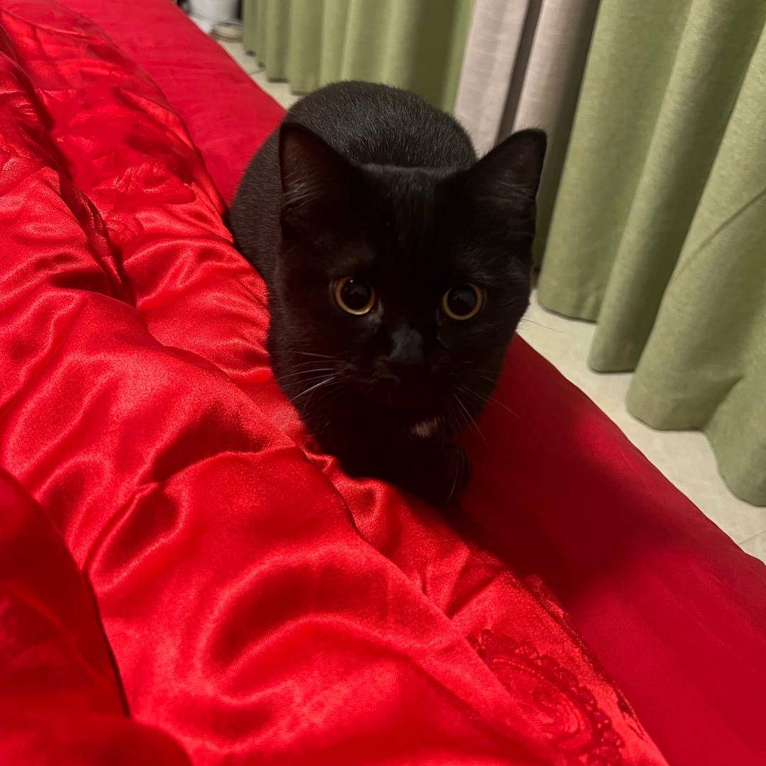 ◆＿轻吟の浅唱．