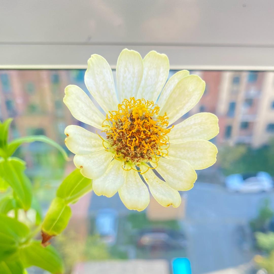 爱吃芥末的小猪头像
