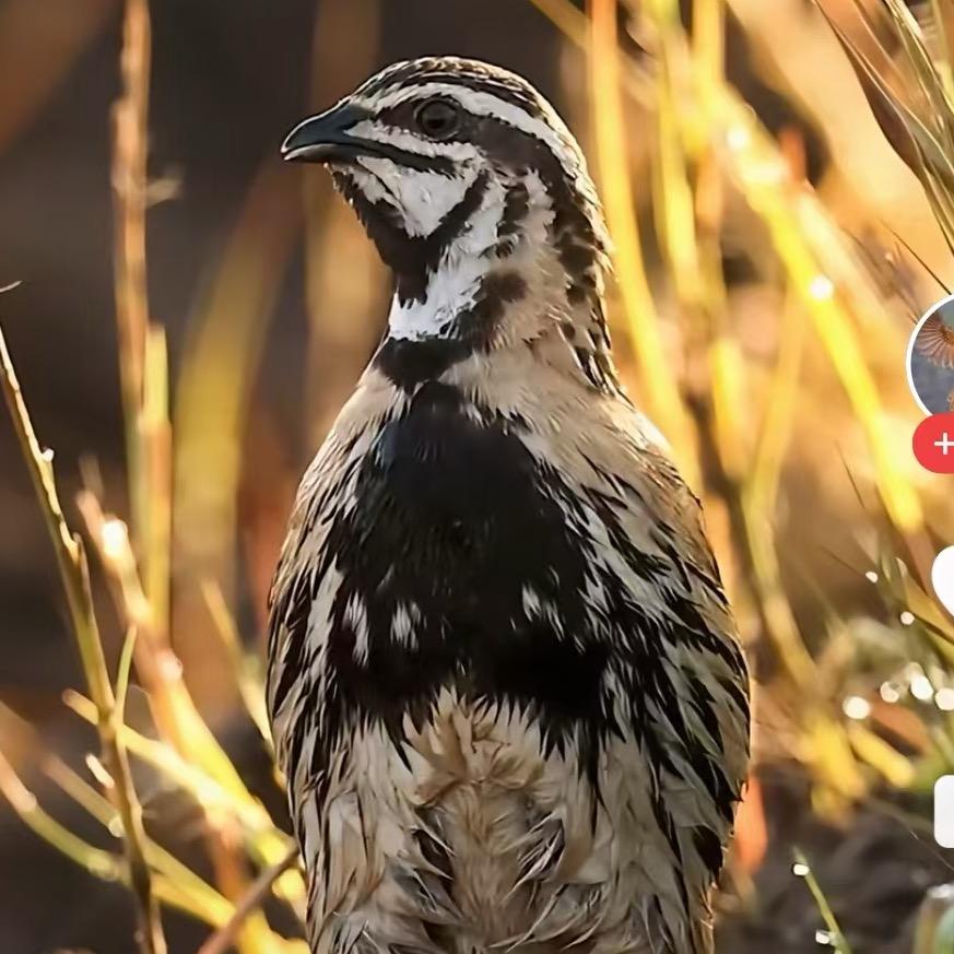 一代名将斗鹌鹑2