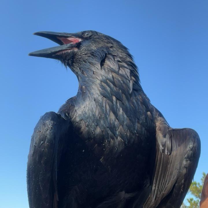 五彩斑斓的黑-渡鸦