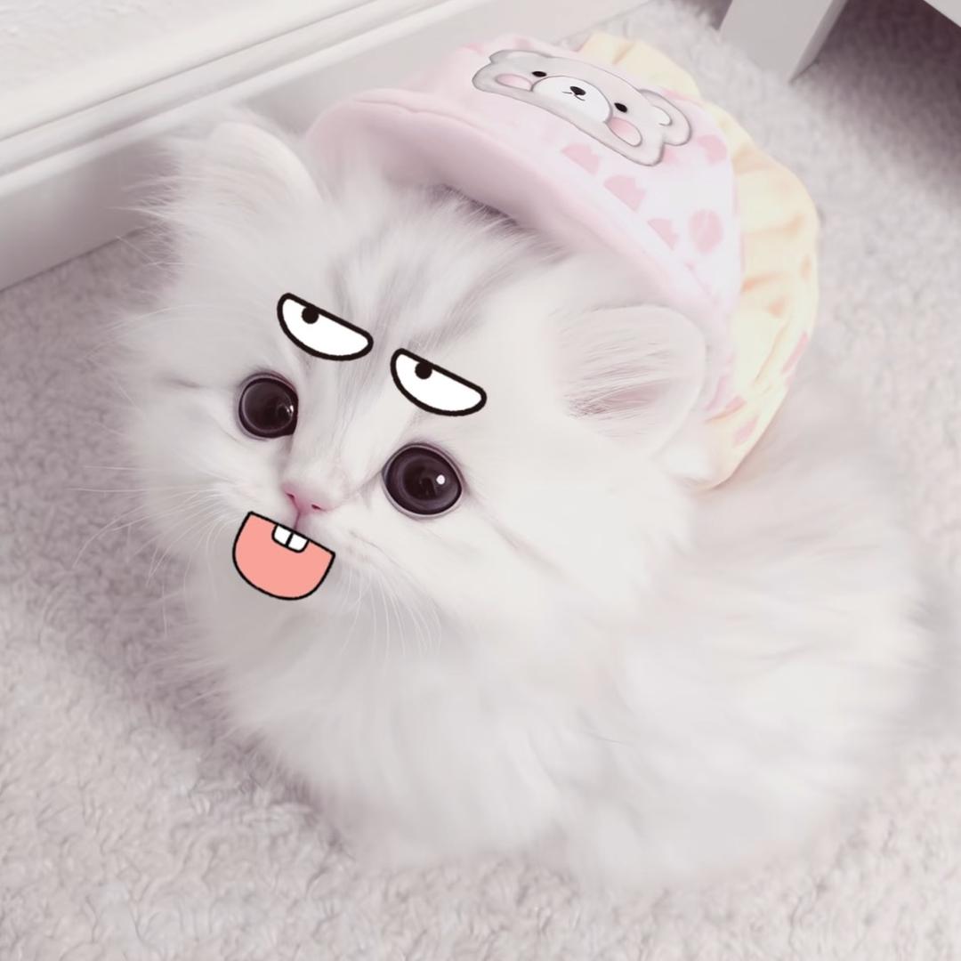 小二毛。
