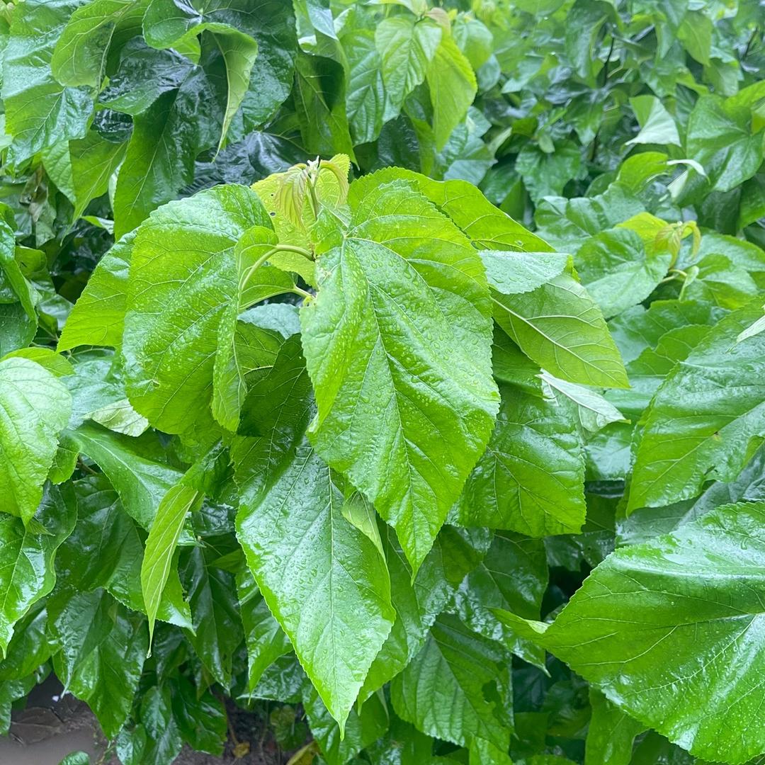 海宁黑果苗木经营