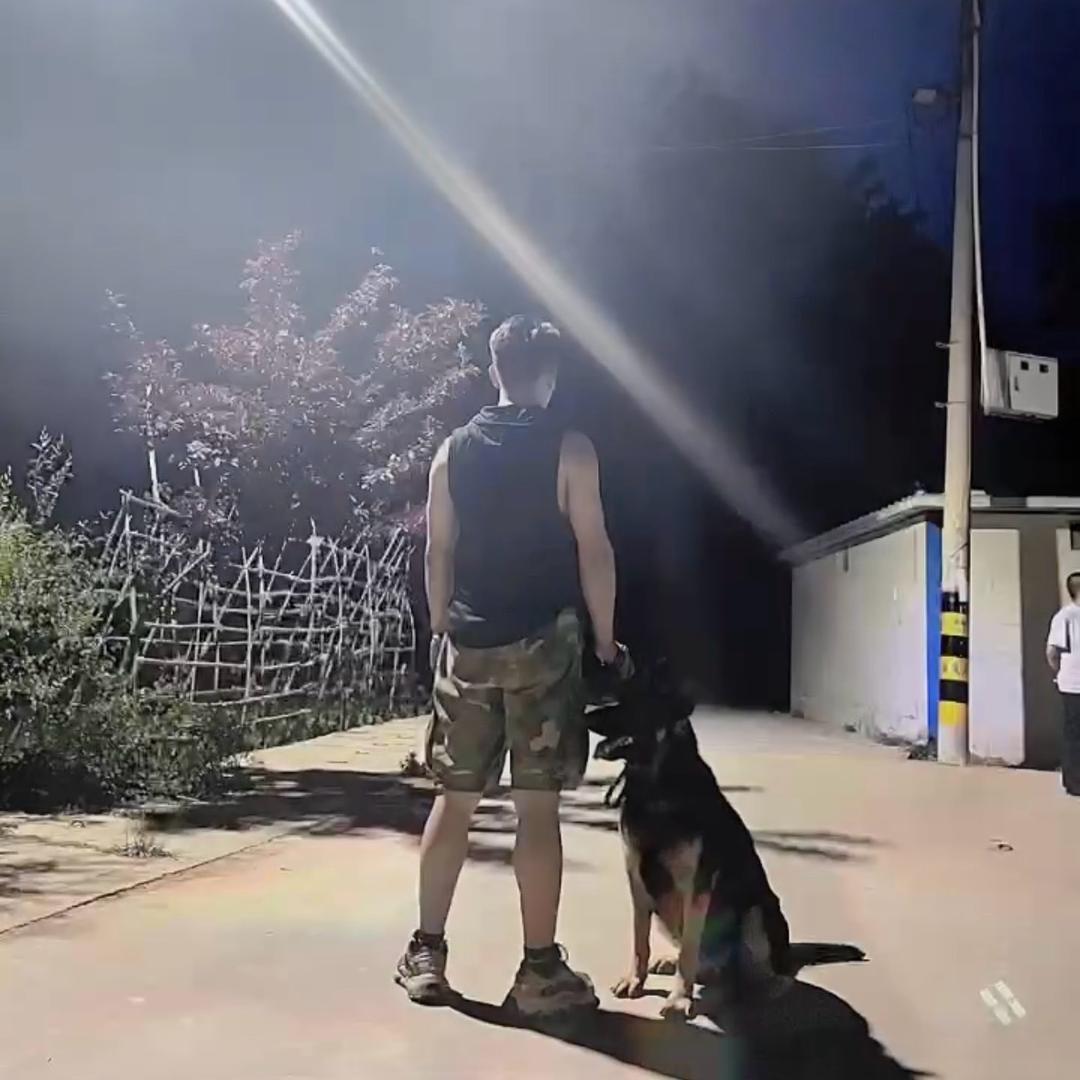 狼狗🐺