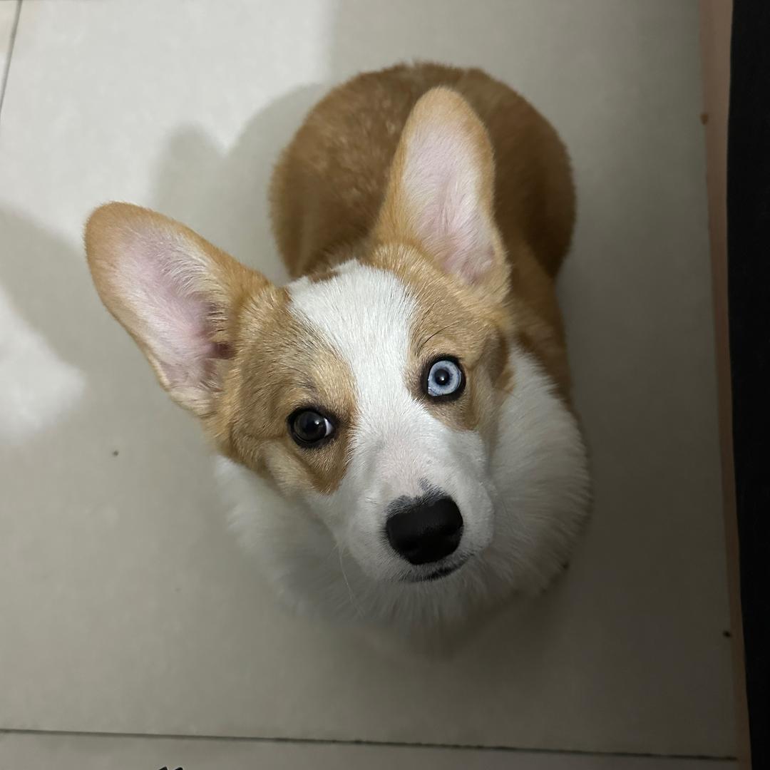 麻花是只小柯基