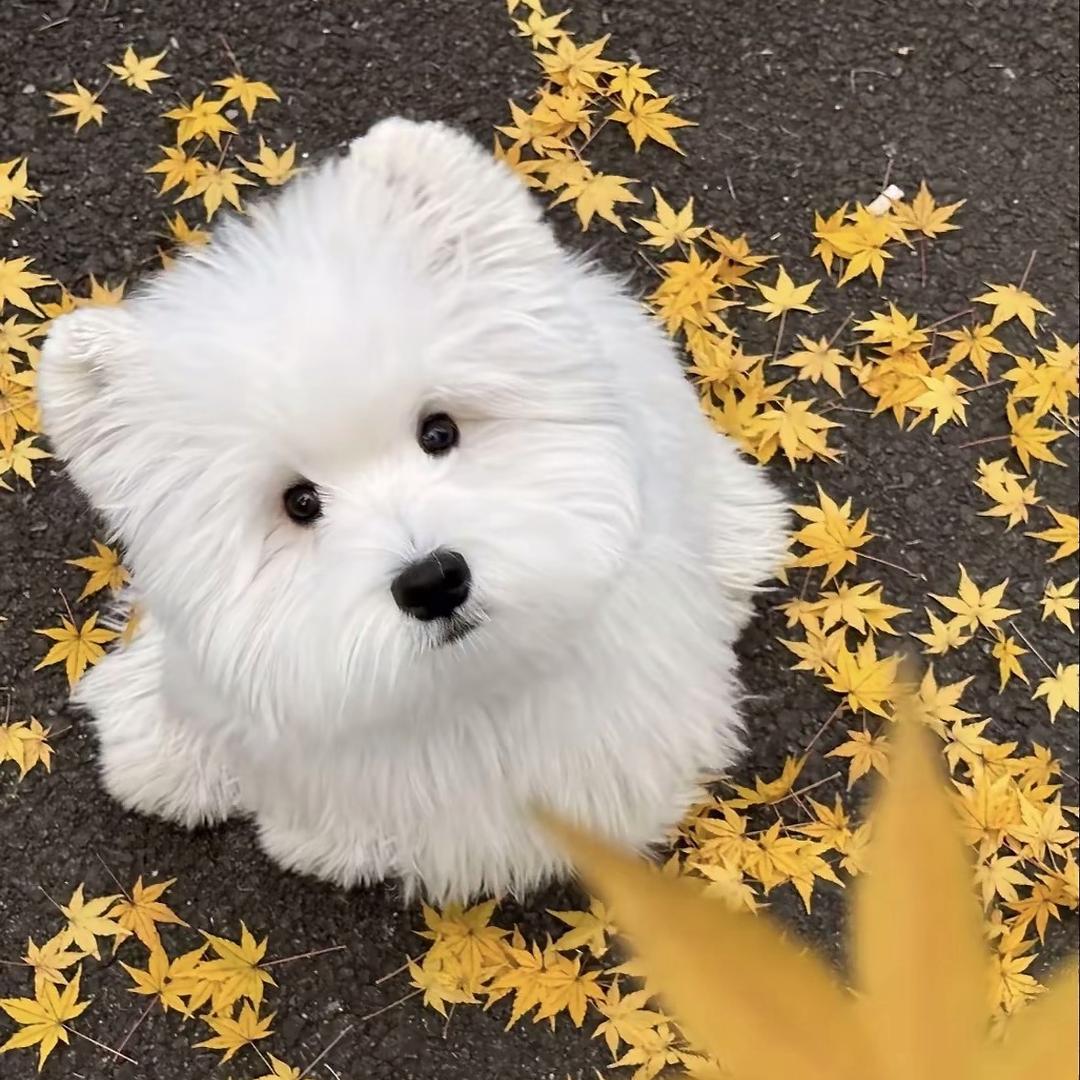 过去