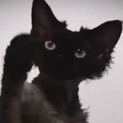 fiaok德文猫