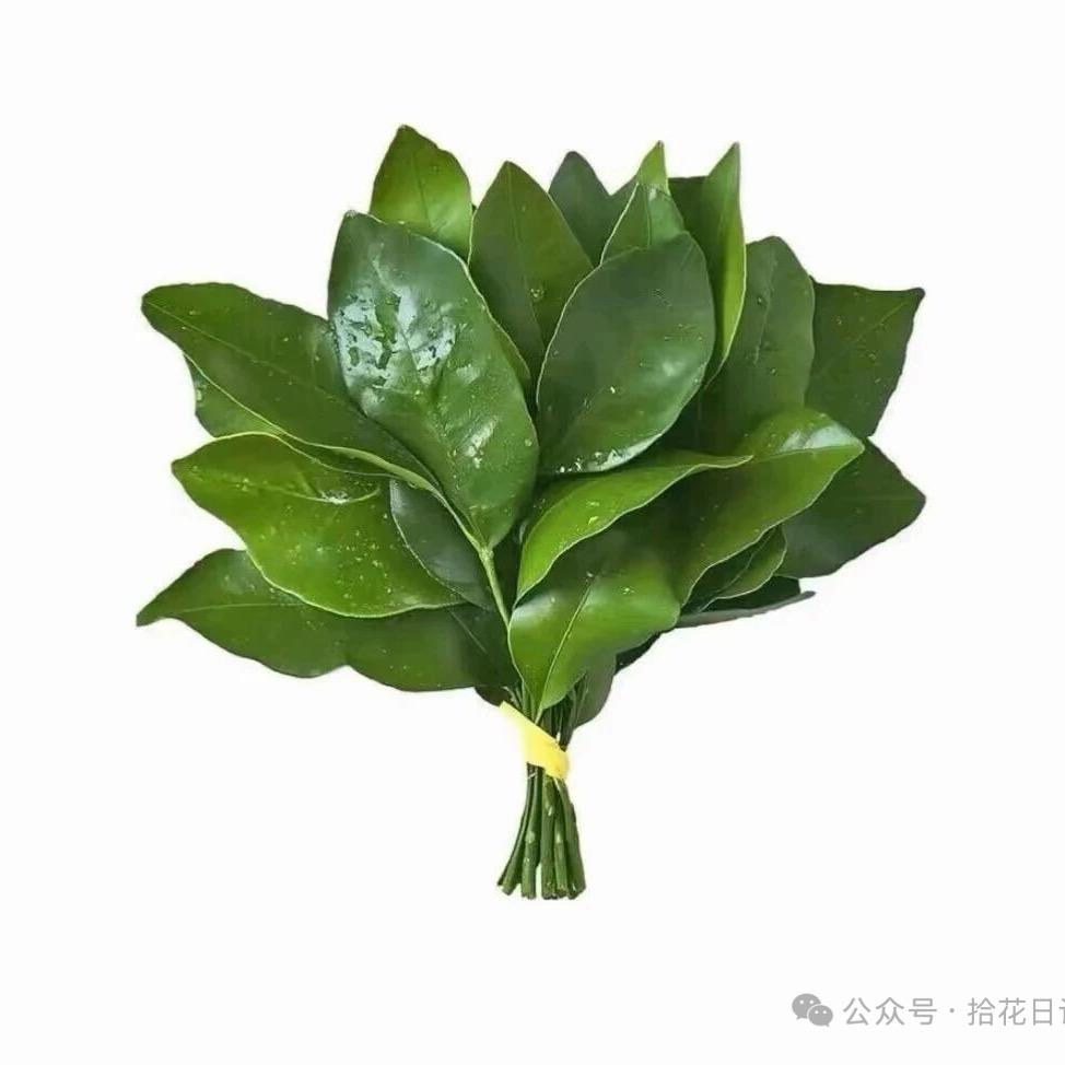 人生若只如初见🕊️