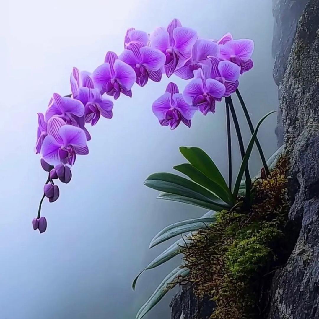 萱草🍀