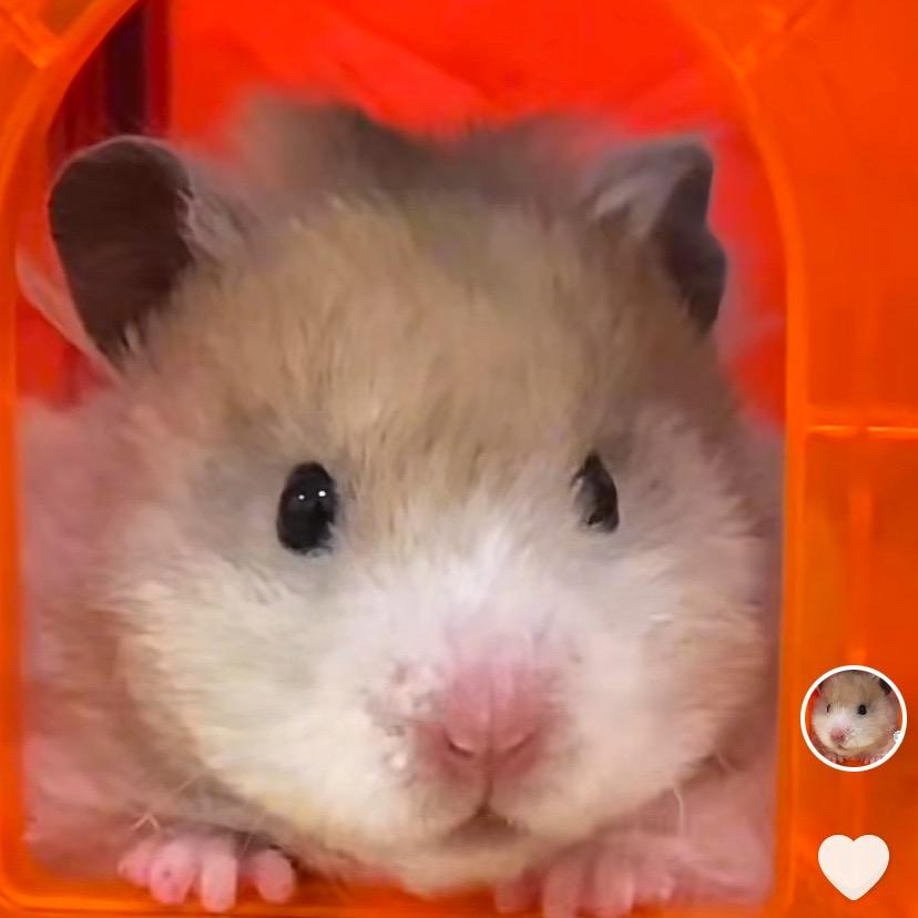 鼠小弟发发来了