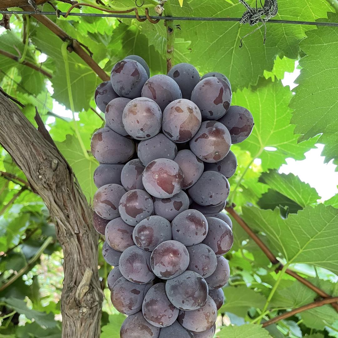 乐乡优田户太八号