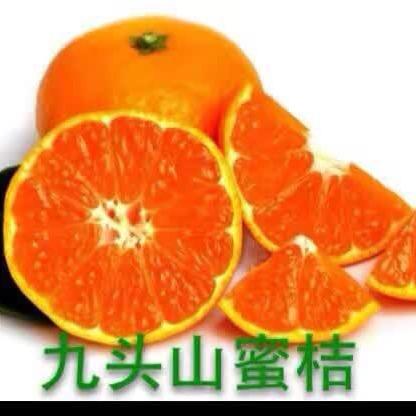 九头山蜜桔