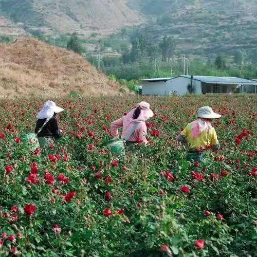 小丫花卉