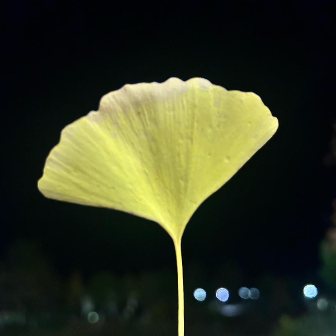 禅音