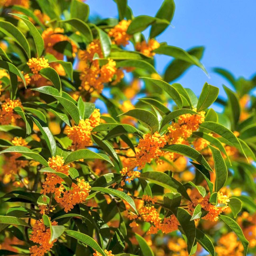 甲天下桂花苗木场